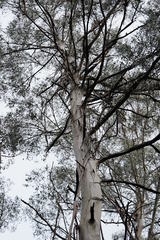 Eucalyptus regnans