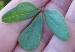 Rhoicissus tridentata tridentata