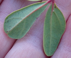 Rhoicissus tridentata tridentata