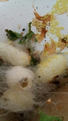 Bombyx mori