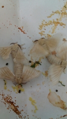Bombyx mori