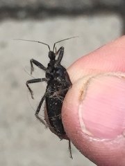 Reduvius personatus