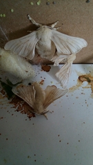 Bombyx mori