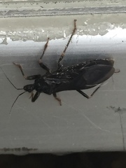 Reduvius personatus