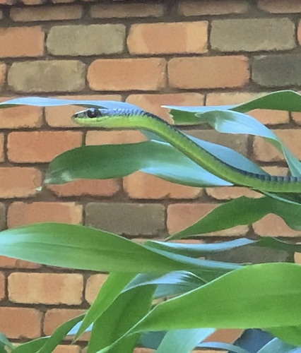 Common Tree Snake sighting