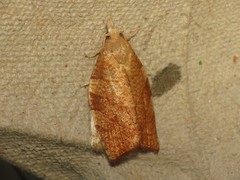 Pandemis cinnamomeana