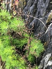 Artemisia morrisonensis