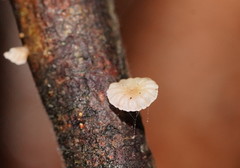 Mycena roseoflava