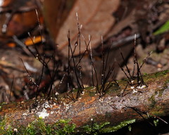 Xylaria filiformis