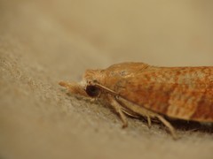 Pandemis cinnamomeana
