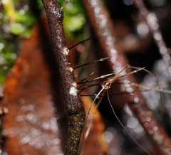 Xylaria filiformis