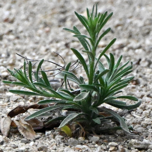 iNaturalist observation photo of Flax-leaved Horseweed