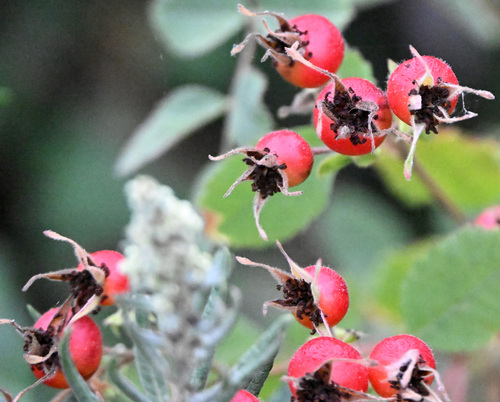 iNaturalist observation photo of California Wild Rose