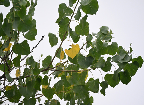 iNaturalist observation photo of Frémont Cottonwood