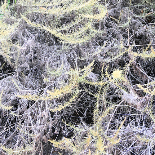 iNaturalist observation photo of California sagebrush