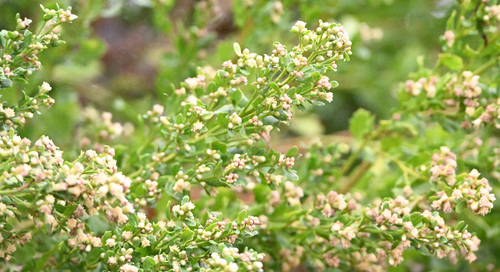 iNaturalist observation photo of coyote brush