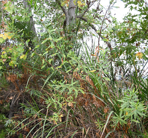 iNaturalist observation photo of mule fat