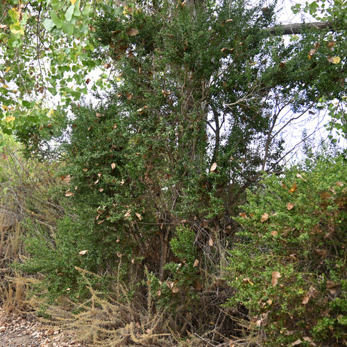 iNaturalist observation photo of coyote brush