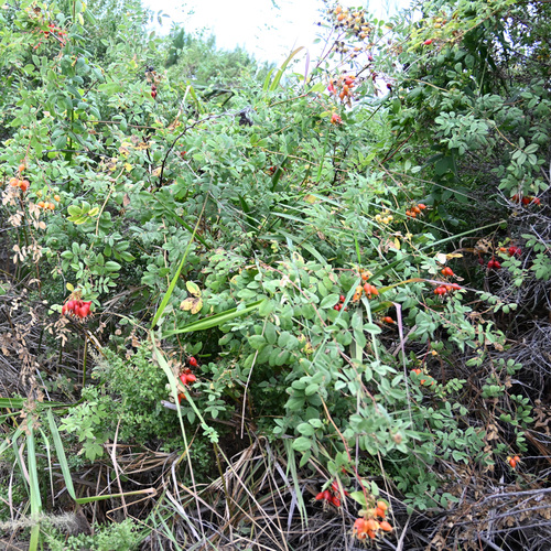 iNaturalist observation photo of California Wild Rose