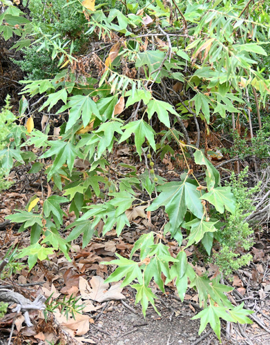 iNaturalist observation photo of western sycamore