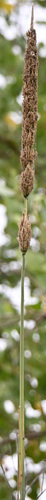 iNaturalist observation photo of grasses, sedges, cattails, and allies