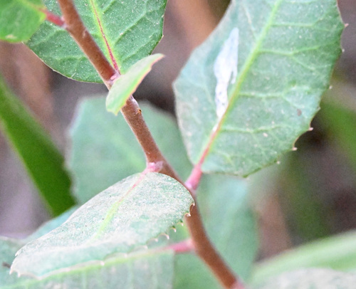 iNaturalist observation photo of lemonade berry