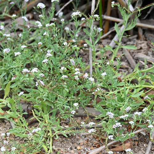 iNaturalist observation photo of alkali heliotrope