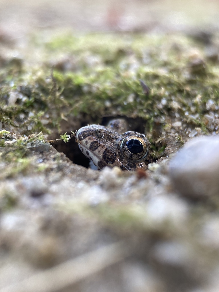 Japanese Rice Frog Rice field frog from 本州, 安城市, 愛知県, JP on August 22, 2024 at 06:47 AM by ...