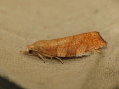 Pandemis cinnamomeana