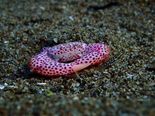 Trapezia tigrina