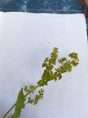 Alchemilla sarmatica