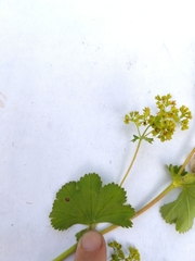 Alchemilla sarmatica