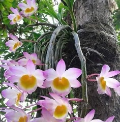 Dendrobium