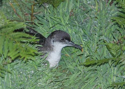 Manx Shearwater