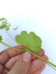 Alchemilla sarmatica