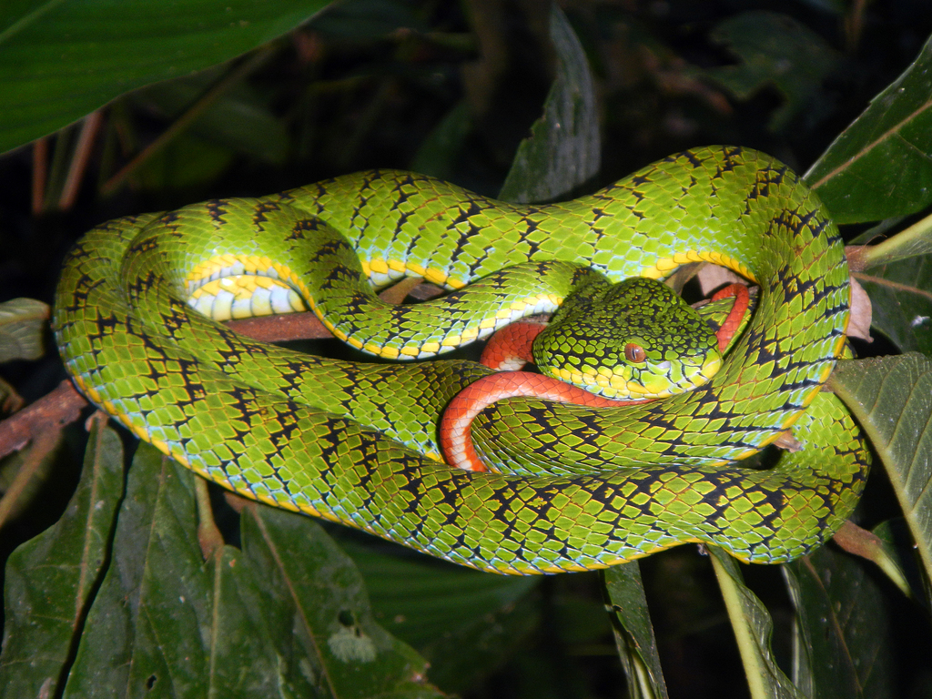 Trimeresurus macrops - Wikipedia