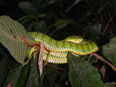 Trimeresurus schultzei