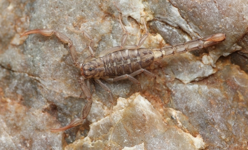 Serradigitus gertschi gertschi