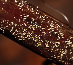 Lachnum pteridophyllum