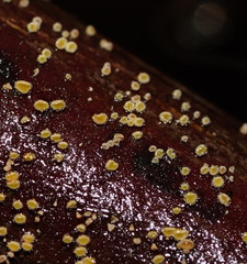 Lachnum pteridophyllum