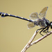 Common Flangetail - Photo (c) Jonah van Beijnen, some rights reserved (CC BY-NC), uploaded by Jonah van Beijnen