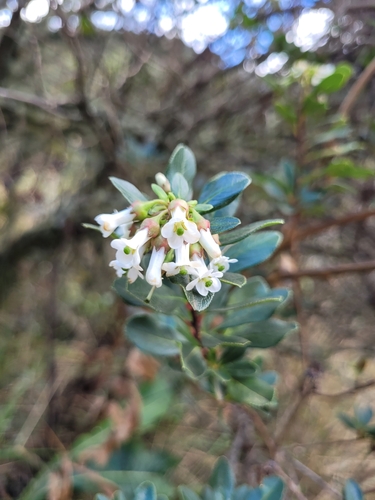 Image of Escallonia bifida by (c) Cris Lemes, some rights reserved (CC BY)
