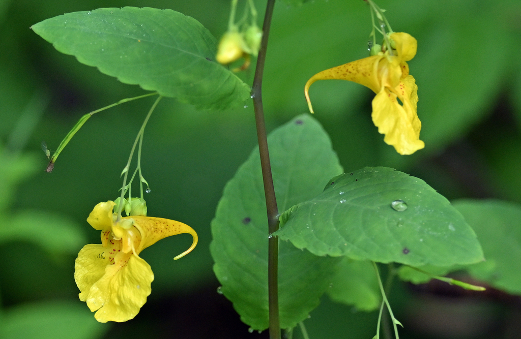 Touch-me-not Balsam