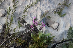 Indigofera sp11