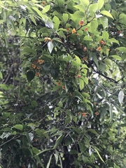 Schisandra arisanensis