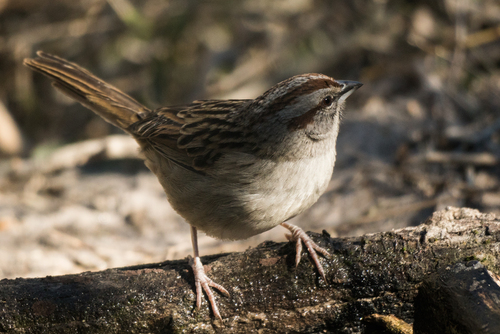 Chaco Sparrow (Rhynchospiza strigiceps), photo 5