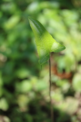 Mickelopteris cordata