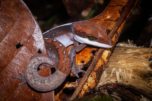 Cat Gecko, Aeluroscalabotes felinus