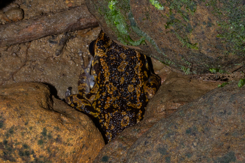 Spotted Stream Frog, Hylarana picturata