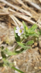 Erythranthe parishii